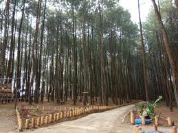 The Reungit Forest - 4